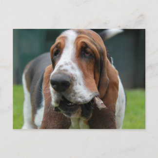 Carte Postale Basset Hound