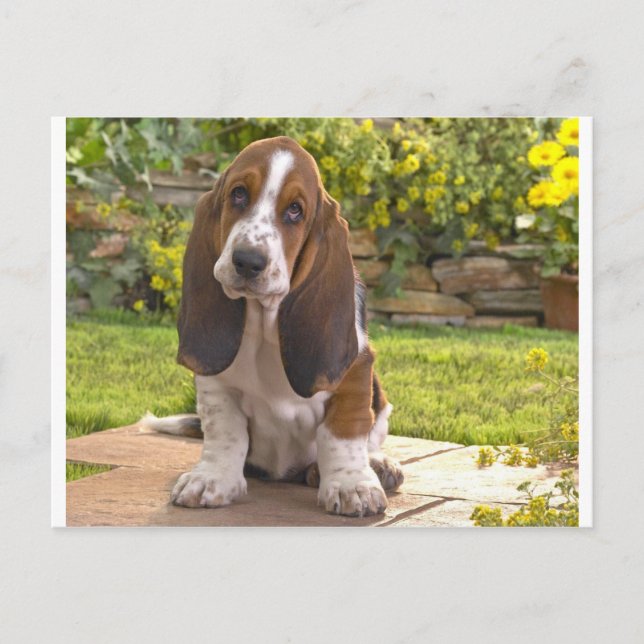 Carte Postale Basset Hound Dog (Devant)
