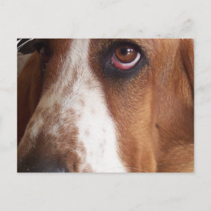 Carte postale Basset Hound Dog