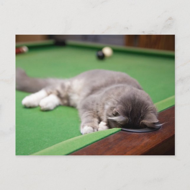 Carte Postale Bassin de jeu Kitten (Devant)