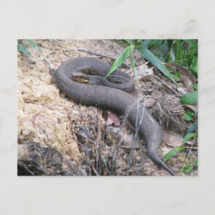 Carte Postale Bassin de serpent de Cottonmouth