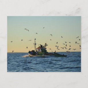Carte Postale Bateau de pêche et un troupeau de goélands.