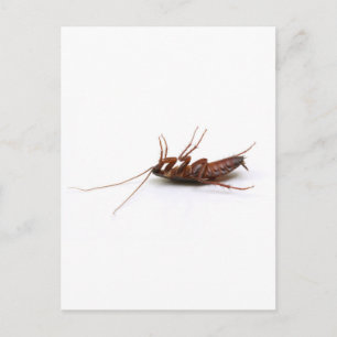 Carte Postale Bateau mort