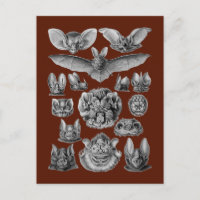 Bats