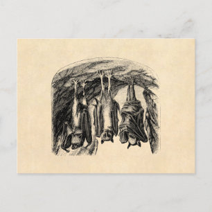 Carte Postale Batterie vintage Bat 1800s Flying Fox Bat