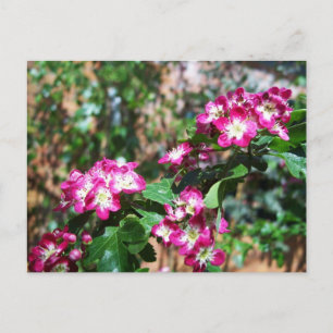 Carte Postale Baudrier de printemps rouge