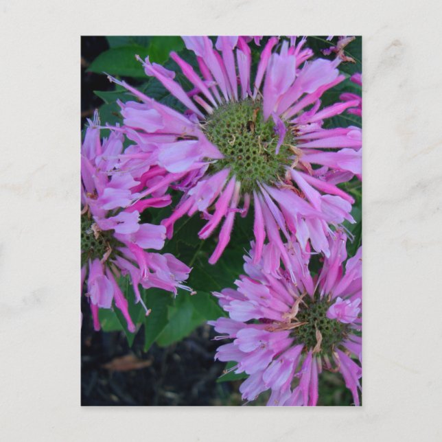 Carte Postale Baume de bee (Devant)