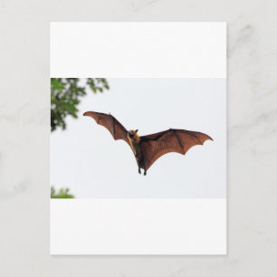 Carte Postale Bauve-souris de renard volant dans le ciel
