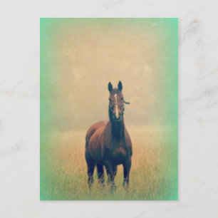 Carte Postale Bay Horse Standing