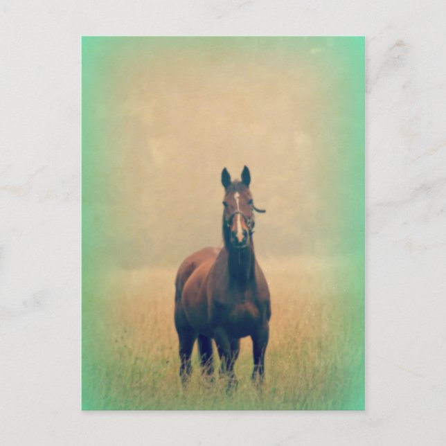 Carte Postale Bay Horse Standing (Devant)