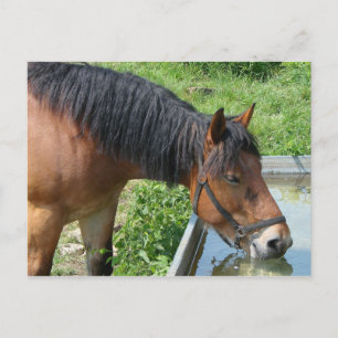 Carte Postale Bay Pony Boire à partir de l'eau Trough