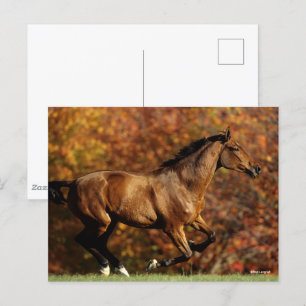 Carte Postale Bay Warmblood Running Automne Arrière - plan