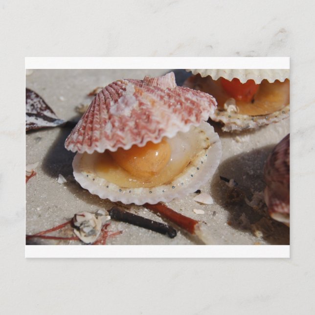 Carte Postale Beach Clam (Devant)