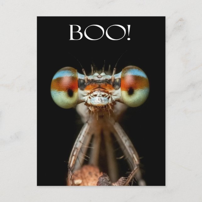 Carte Postale Beady-Eyed Damselfly (Devant)