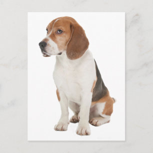 Carte Postale Beagle
