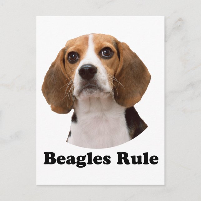 Carte Postale Beagle (Devant)