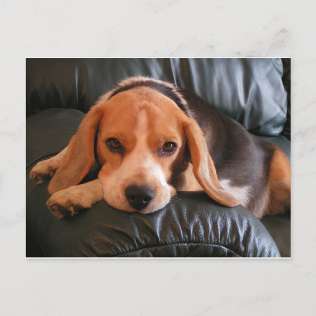 Carte Postale Beagle (Devant)