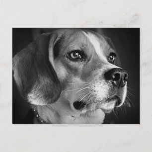 Carte Postale Beagle