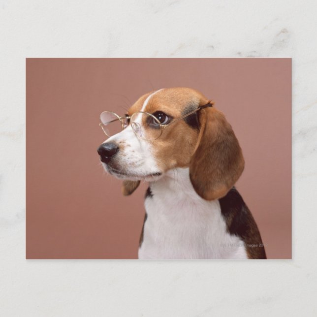 Carte Postale Beagle (Devant)