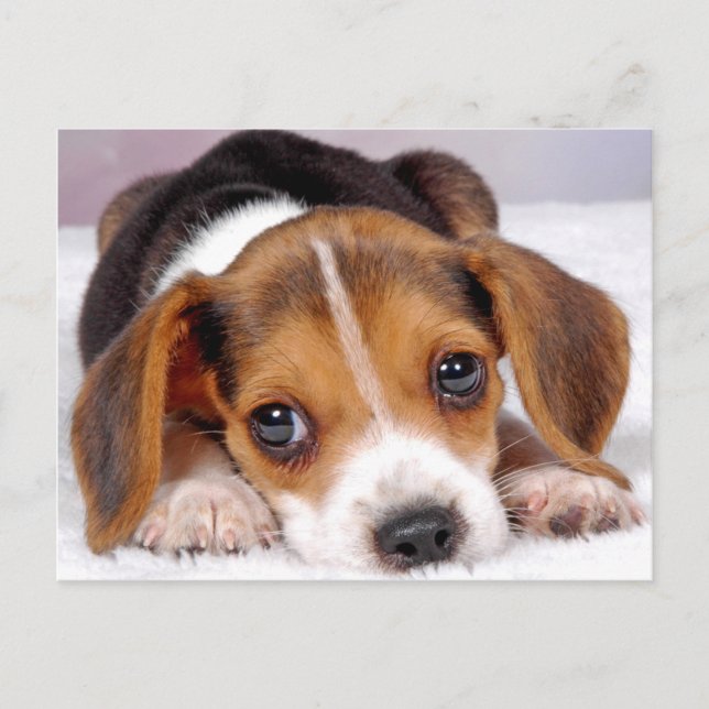 Carte Postale beagle (Devant)