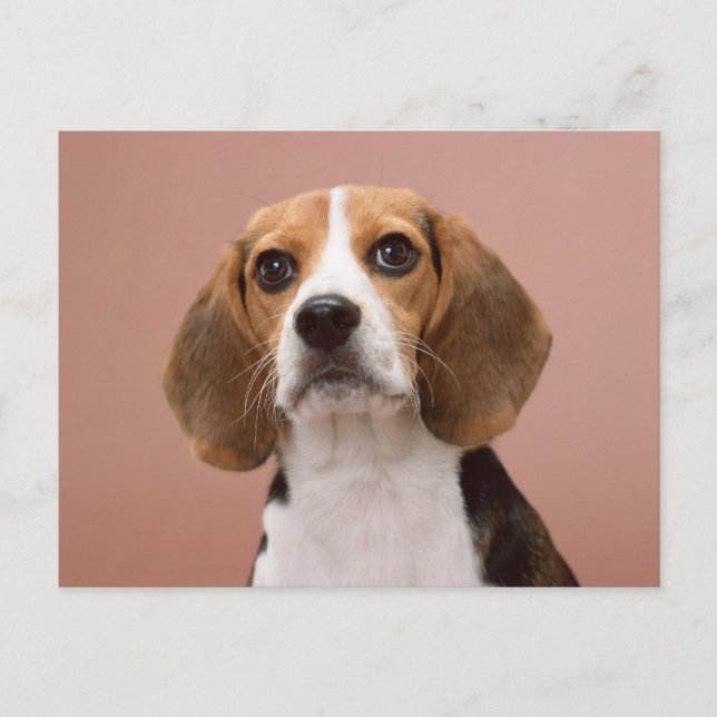 Carte Postale Beagle (Devant)