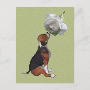 Carte postale beagle Chien blanc rose mignonne