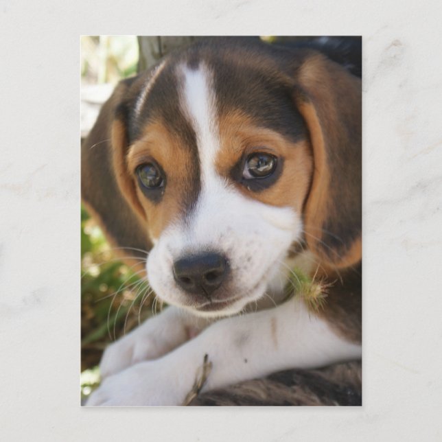 Carte Postale Beagle Chien Chien Chien Chien Chien Chien Chien C (Devant)