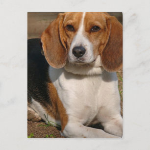 Carte postale beagle Hound