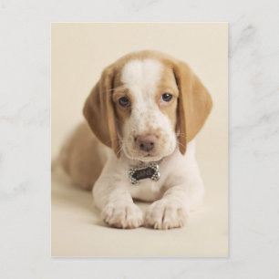 Carte Postale Beagle Puppy