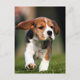 Carte Postale Beagle Puppy Love