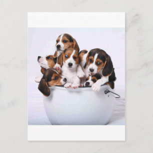 Carte Postale Beagles dans le seau
