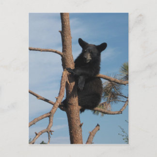 Carte Postale Bear Cub Dans Un Arbre
