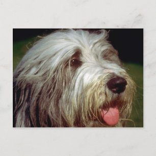 Carte Postale Bearded Collie