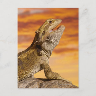 Carte Postale Bearded dragon (Pogona Vitticeps) on rock
