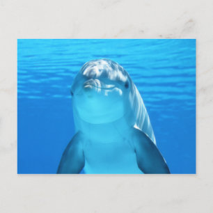 Carte Postale Beau animal marin dauphin en Mer Bleue