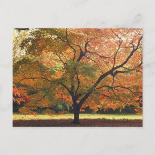 Carte Postale Beau arbre d'automne