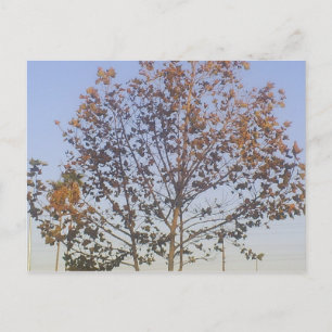 Carte Postale Beau arbre d'automne