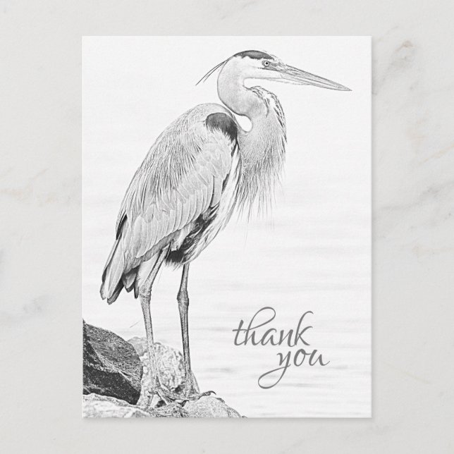 Carte Postale Beau Blue Heron Eau Esquisse Merci (Devant)