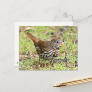 Carte Postale Beau Bruant de renard renard dans l'herbe