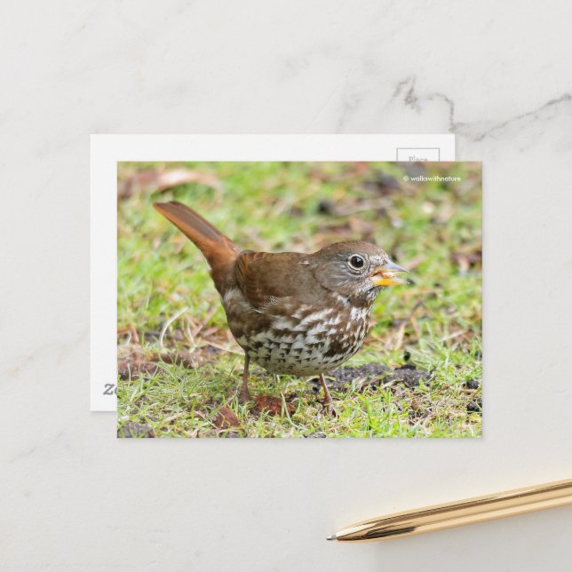 Carte Postale Beau Bruant de renard renard dans l'herbe (Devant/Arrière en situation)