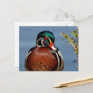 Carte Postale Beau canard en bois pensif dans le marais