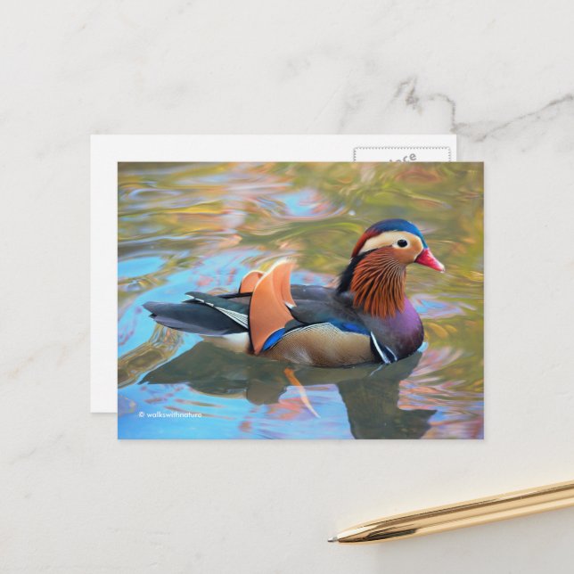 Carte Postale Beau canard Mandarin dans l'étang (Devant/Arrière en situation)