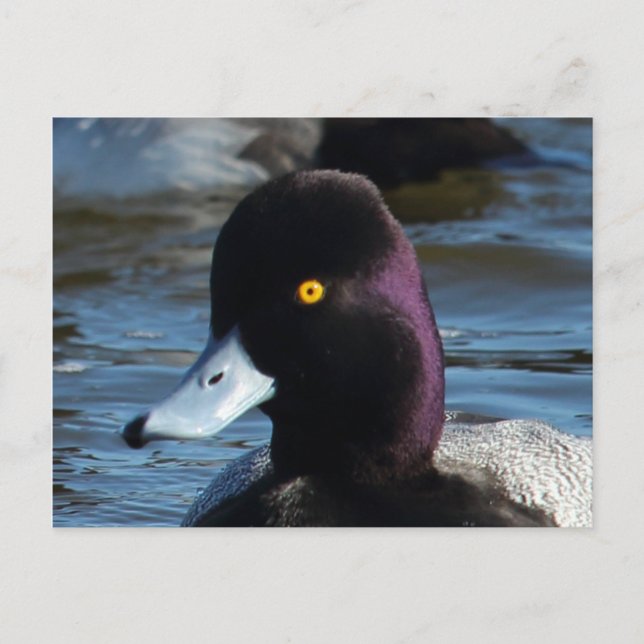 Carte Postale Beau canard sauvage - Petit traîneau à canard (Devant)