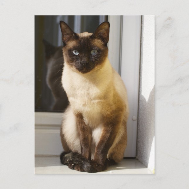 Carte Postale Beau Chat Siamais (Devant)
