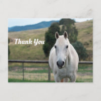 Beau Cheval Blanc Appaloosa Photo Merci