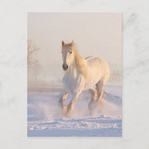 Carte Postale Beau Cheval Blanc Courir dans la neige