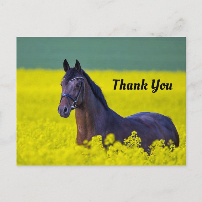 Carte Postale Beau Cheval Fleurs Jaunes Photo Merci (Devant)