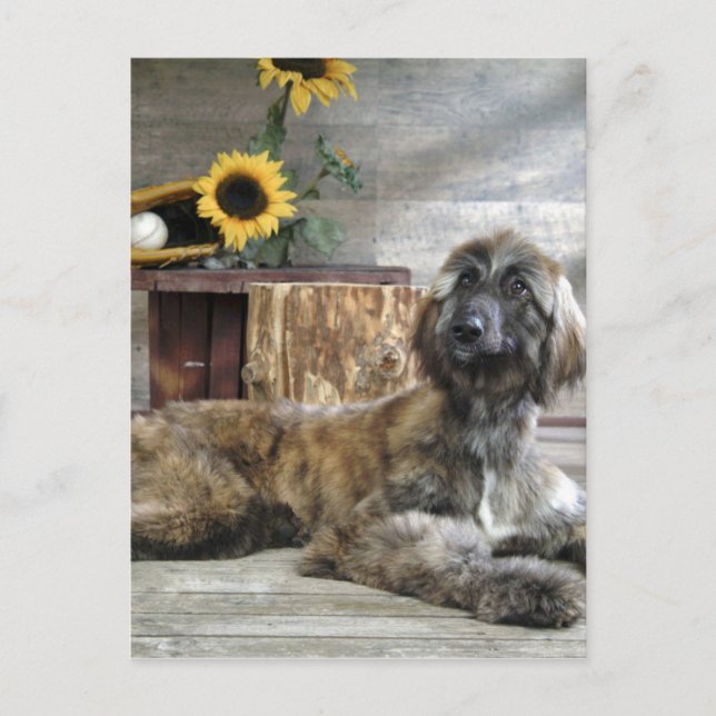 Carte Postale Beau chien de chien de chien afghan gris (Devant)