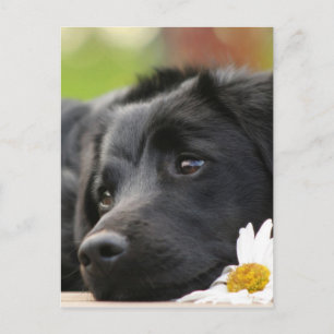 Carte Postale Beau chien noir et Daisy Design