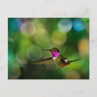 Carte Postale Beau colibri